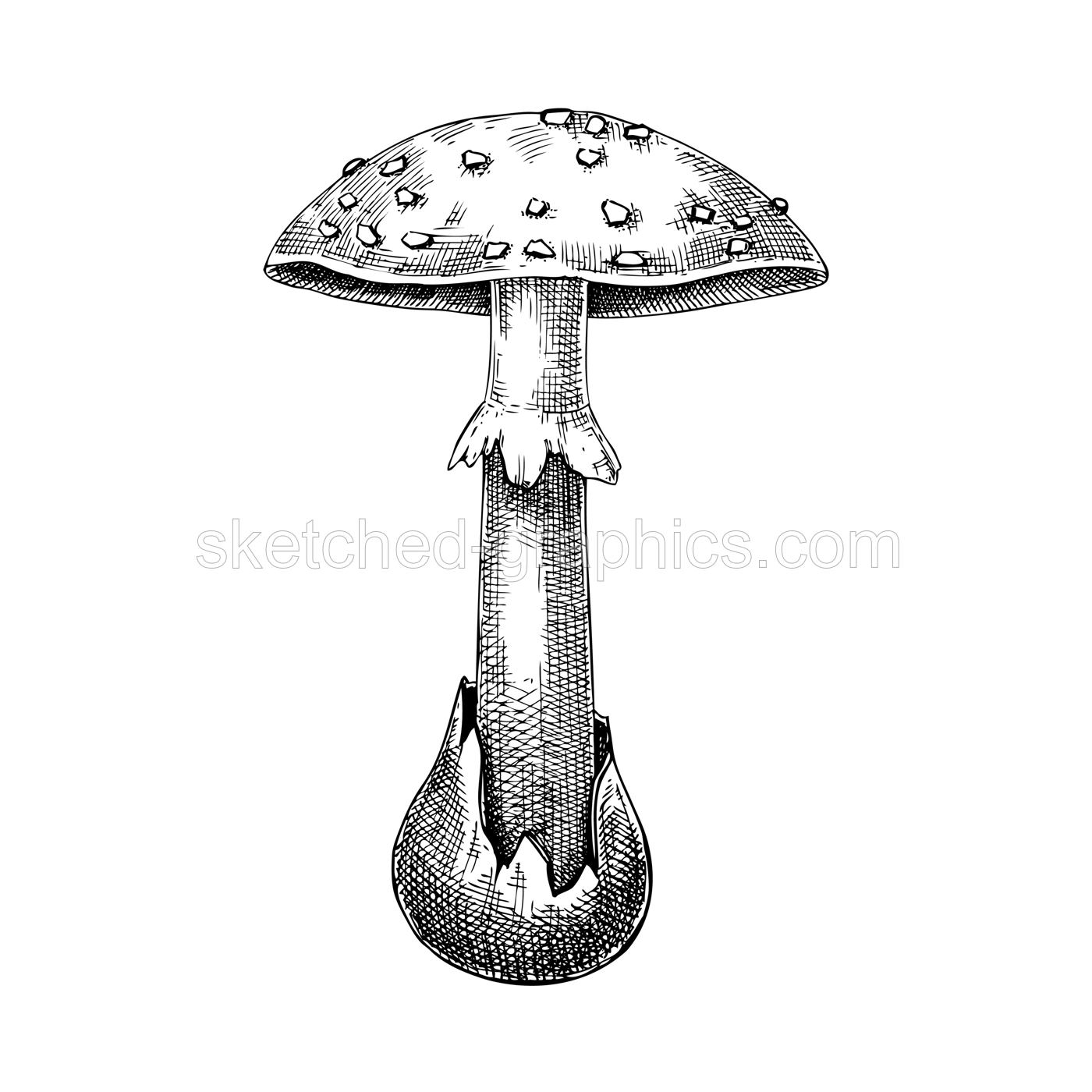 Dead cap mushroom sketch. Hand-drawn deadly poisonous fungus illustration. Forest mushroom drawing isolated on white. Illustration